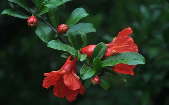 Wear Red Hanfu Dress to Brighten Up Your Summer-2