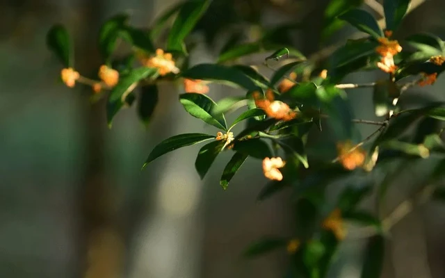 How Did Osmanthus Fit Into the Life of the Ancients?-10