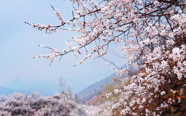 Spring into Romance: Recommended Hanfu Styles for Couples-7