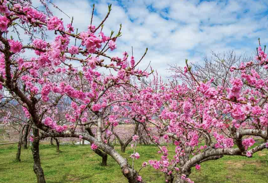 Discovering the Beauty and Virtues of Chinese Flower Goddesses: January - March-3