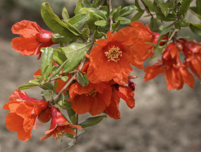 Discovering the Beauty and Virtues of Chinese Flower Goddesses: April - June-2