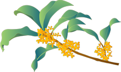 How Did Osmanthus Fit Into the Life of the Ancients?-3