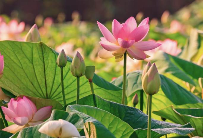 Discovering the Beauty and Virtues of Chinese Flower Goddesses: April - June-3