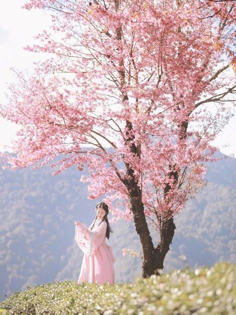 5 Adorable Pink Hanfu You'll Want to Wear-3