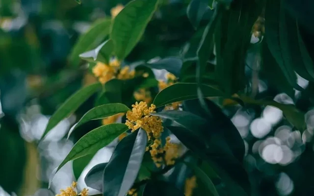 How Did Osmanthus Fit Into the Life of the Ancients?