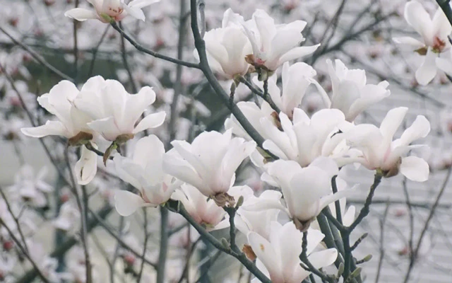 Bloom in Style: Recommended Spring Hanfu for the Flower Season-5