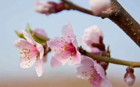 Flower Festival: The Most Beautiful Festival of Spring-9