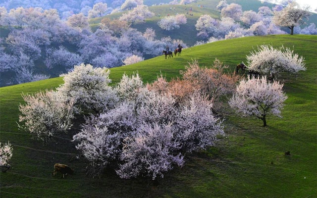 Flower Festival: The Most Beautiful Festival of Spring-1