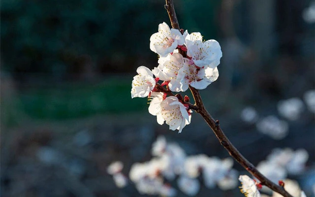 Flower Festival: The Most Beautiful Festival of Spring-3