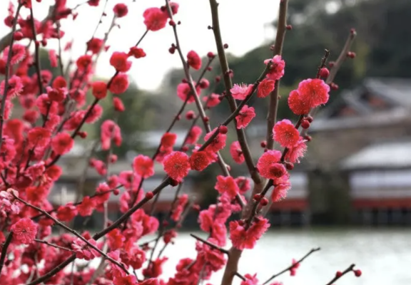 Discovering the Beauty and Virtues of Chinese Flower Goddesses: January – March