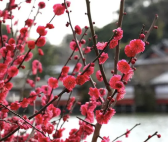 Discovering the Beauty and Virtues of Chinese Flower Goddesses: January – March