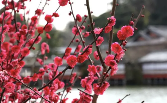 Discovering the Beauty and Virtues of Chinese Flower Goddesses: January – March